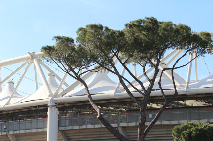 Roma, pini davanti allo Stadio Olimpico.