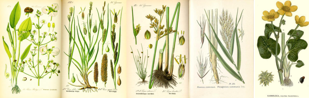 Alcune piante adoperate per la fitodepurazione, nelle immagini di stampe d'epoca (clicca per ingrandire). Da sinistra: alisma plantago aquatica; carex riparia; scirpus setaceus; phragmites australis; caltha palustris.